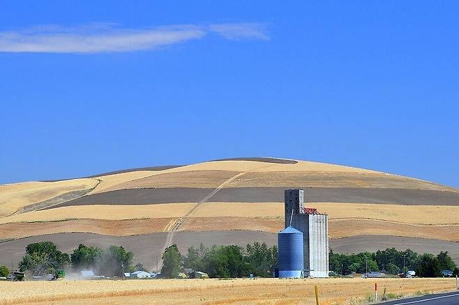 미국 워싱턴주는 국내에서 세번째로 큰 밀 재배지이다. 플리커 제공(Keith Ewing 촬영)