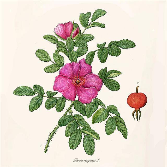 장미속 식물은 꽃봉오리부터 열매가 익을 때까지 꽃받침 형태가 그대로 유지되며, 두꺼운 녹색의 꽃받침이 있다. 그림은 해당화.