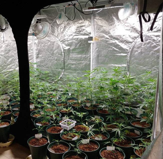 경기 부천 원미경찰서는 3월 18일 자택에서 대마를 키워 대마초를 제조한 혐의로 5명을 구속했다. 이들 자택에서 발견된 대마초. [경기남부경찰청 제공]