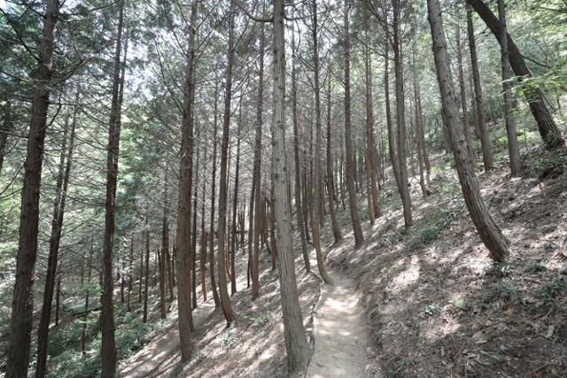 물무산행복숲 편백명상원 산책로. 빼곡한 숲길을 걸으면 절로 건강해지는 느낌이 든다. ⓒ박준규