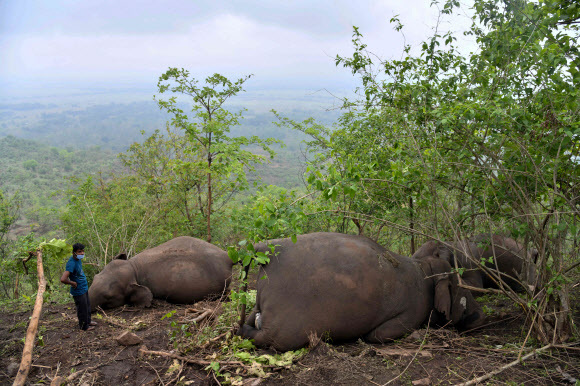 2021년 5월 14일 아삼주 나가온 지역의 산비탈에서 한 남성이 번개에 의해 죽은 것으로 추정되는 죽은 야생 코끼리 근처에 서 있다. 적어도 18마리의 코끼리가 번개에 의해 죽은 것으로 추정되고 있다. 사진=AFP 연합뉴스