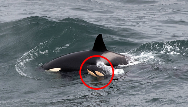 범고래 애호가이자 아마추어 사진가인 카렌 먼로(44)는 9일 스코틀랜드 케이스네스 덩캔즈비곶 연안에서 어미와 새끼 범고래 촬영에 성공했다./카렌 먼로