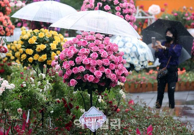 [이데일리 노진환 기자] 전국적으로 비가 내리고 있는 16일 오후 서울 만리동광장에서 열린 서울국제정원박람회를 찾은 시민들이 관련 전시물을 감상하고 있다. 세계 각국의 특색있는 정원들을 만날 수 있는 이번 행사는 20일까지 손기정체육공원, 만리동광장, 중림동 일대에 펼쳐진다.