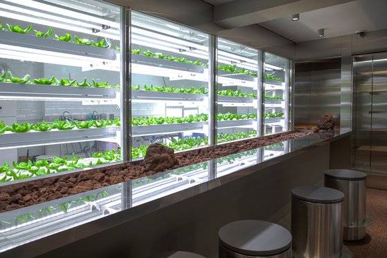 도산공원 식물성 전경. 스마트 팜 기술로 재배중인 바질과 로메인 등의 식물을 보며 음료를 즐길 수 있다. 사진 엔씽