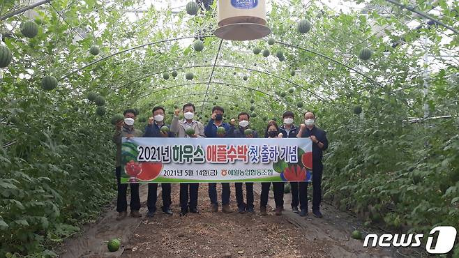 애월농협은 애플수박을 재배하는 9농가 2.5ha의 시설하우스에서 올해 첫 출하를 했다고 17일 밝혔다(애월농협 제공)© 뉴스1