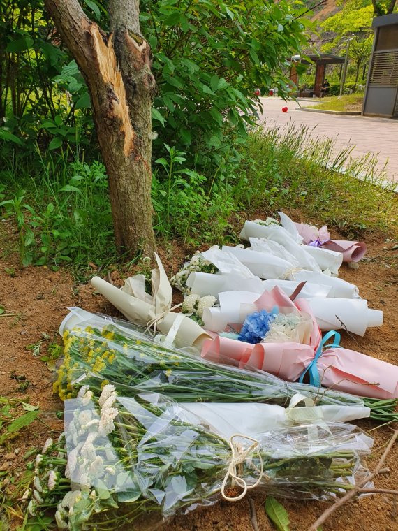 지난 12일 여중생 2명이 쓰러진 채 발견된 충북 청주시 청원구 한 아파트 단지 내 나무 밑에 이들의 죽음을 추모하는 꽃다발들이 놓여 있다. 뉴시스 제공