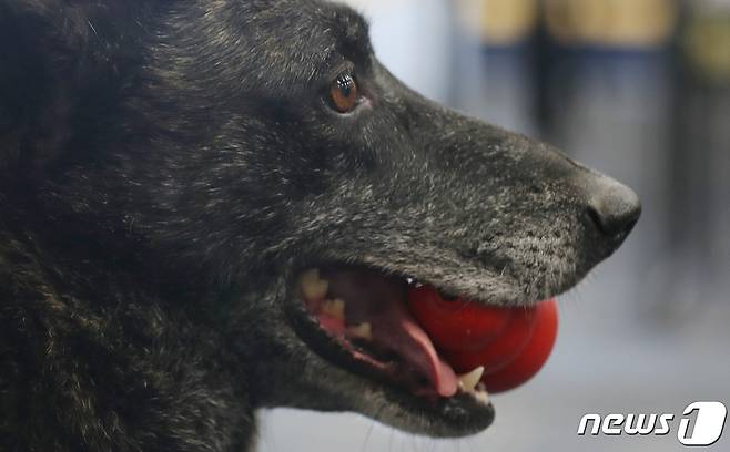 미국 플로리다에서 코로나19를 탐지할 수 있도록 훈련된 더치셰퍼드 종의 개. <자료 사진>© AFP=뉴스1 © News1 권영미 기자