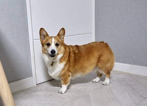 수십만 랜선 집사 웃게 하는 ‘이웃집의 백호’. 소년중앙