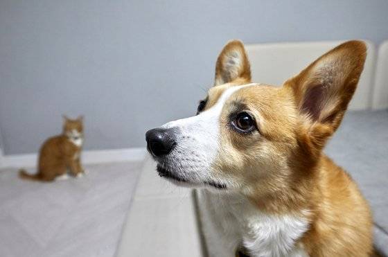 수십만 랜선 집사 웃게 하는 ‘이웃집의 백호’. 소년중앙