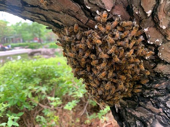 아파트 정원에 심어진 나무에 집을 지은 벌들. 어반비즈서울 제공