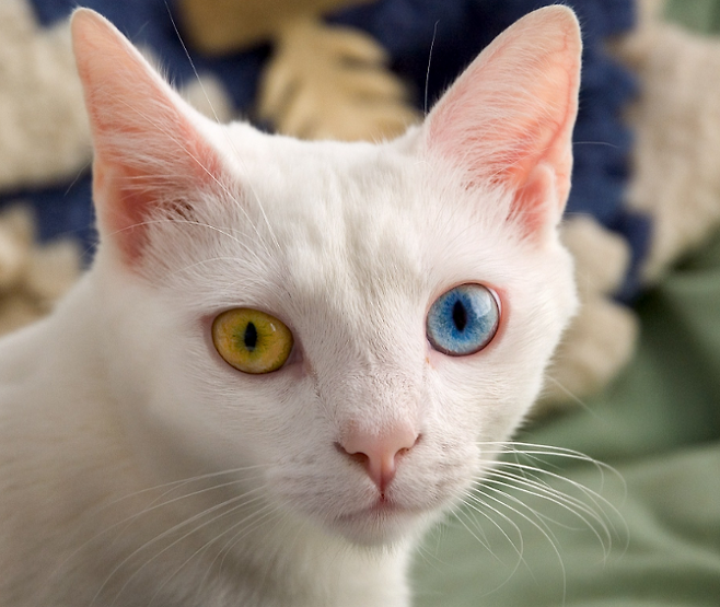 출처: 이미지출처[amazing-creature]