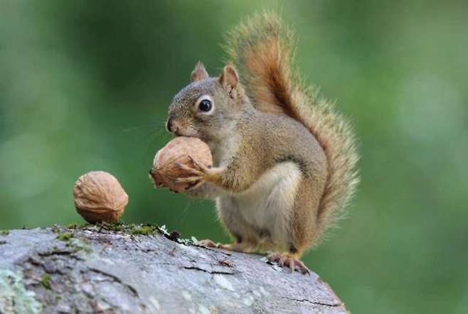 출처: 이미지출처[Mental floss]