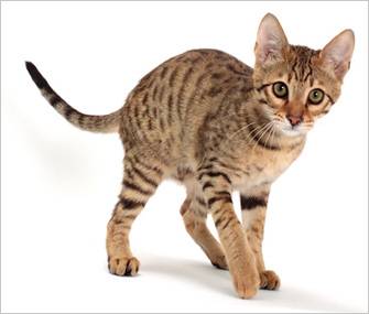 출처: 이미지출처[Vetstreet.com]