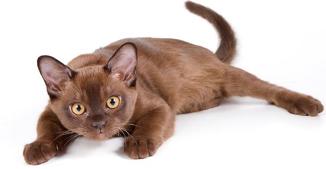 출처: 이미지출처[The Happy Cat Site]