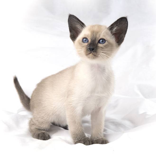 출처: 이미지출처[Inquiry Form Anniesong Tonkinese]