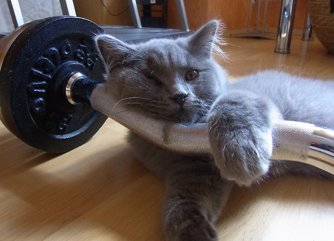 출처: 이미지출처 [pixabay]