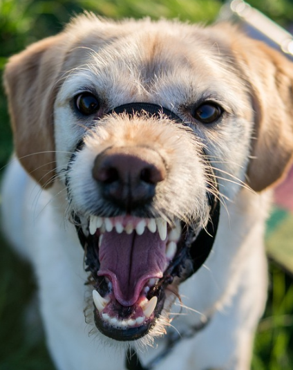 출처: 이미지출처 [pixabay]