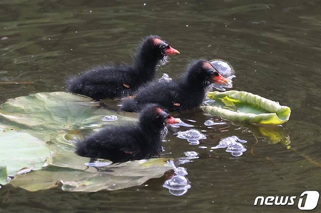 멸종위기 관심대상인 쇠물닭 새끼들이 21일 경북 포항시 북구에 있는 연못에서 어미를 기다리고 있다. 2021.5.21/뉴스1 © News1 최창호 기자