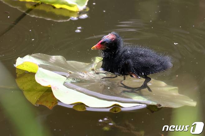 멸종위기 관심대상인 쇠물닭 새끼 한마리가 21일 경북 포항시 북구에 있는 연못에서 있는 연잎 위에서 어미를 기다리고 있다. 2021.5.21/뉴스1 © News1 최창호 기자