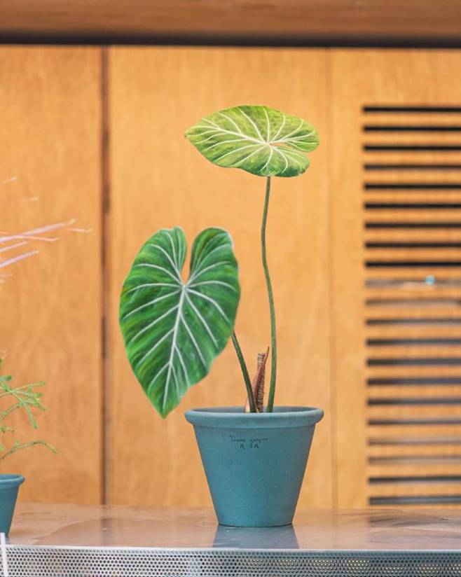 인스타그램 @poteriedeuxgarcons