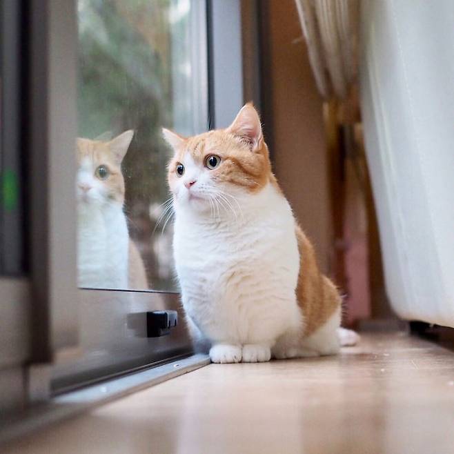 출처: instagram@amaccho5160