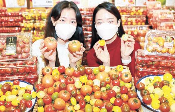 롯데마트 직원들이 이색 신품종 토마토 19가지를 모은 특화존의 상품을 소개하고 있다.