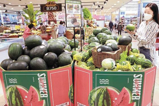 롯데마트 서울역점에 들른 고객이 ‘이색 수박 모음전’에서 수박을 고르고 있는 모습.