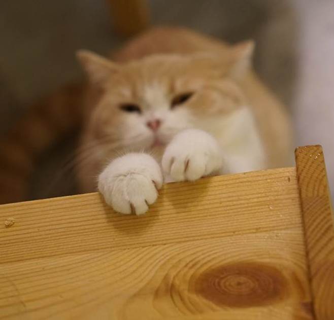 출처: 한국고양이신문