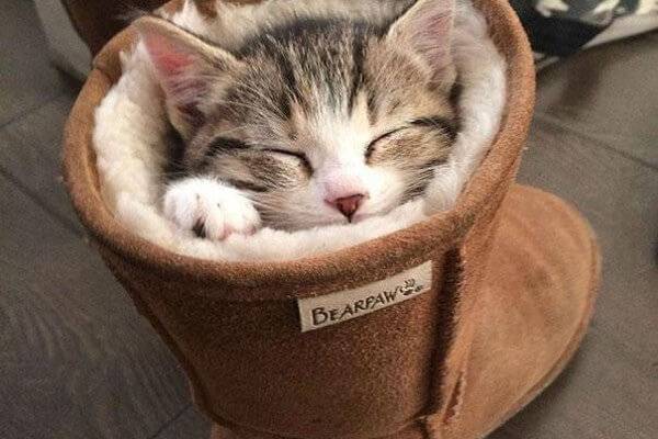 출처: news.pulpower.com