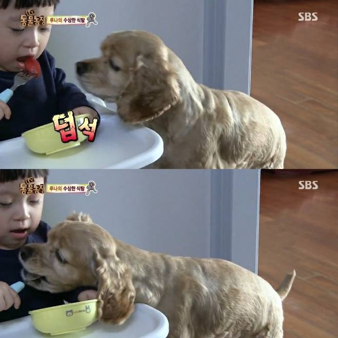출처: MBC TV 동물농장