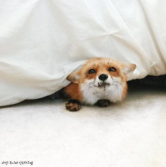 출처: 주니퍼 인스타그램