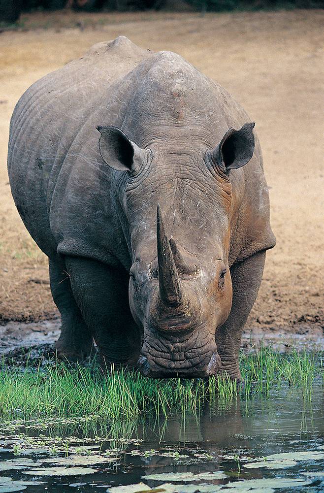 출처: digitalvision