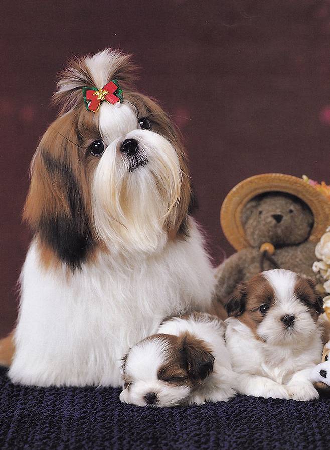 출처: Lovely House