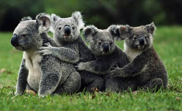 출처: Interesting Facts