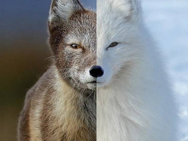 계절에 따라 털 색이 변하는 북극여우. / 사진제공=넷플릭스