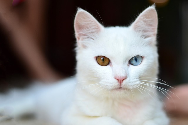 검은 고양이 빨간 눈