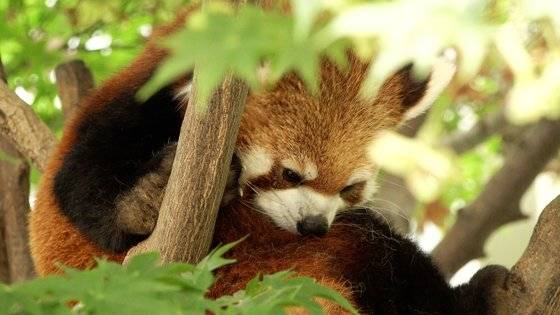 에버랜드 레서판다. 왕준열PD