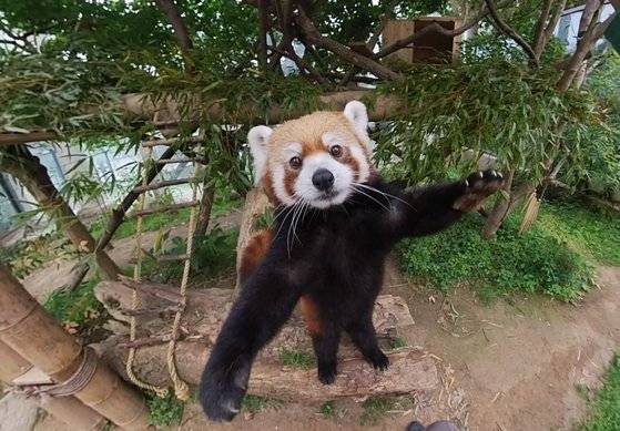 레서판다가 앞발을 높이 들어 만세를 하는 모습. 왕준열PD