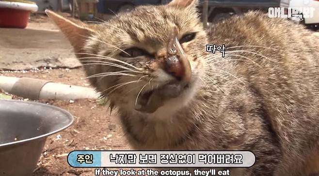 출처: 애니멀봐 유튜브