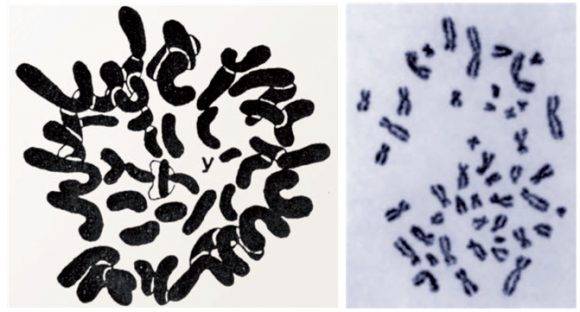 테오필루스 페인터 논문의 그림(좌)과 조 힌 치오의 염색체 사진(우)