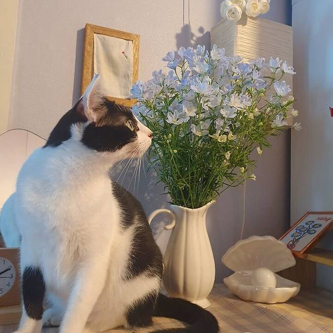 출처: 집꾸미기에서 정보 알아보기 (▲이미지 클릭!)