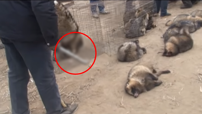 출처: PETA UK 유튜브 캡처