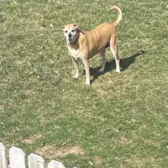 출처: https://www.reddit.com/r/aww/comments/mktlhk/every_morning_for_two_years_my_neighbors_dog/