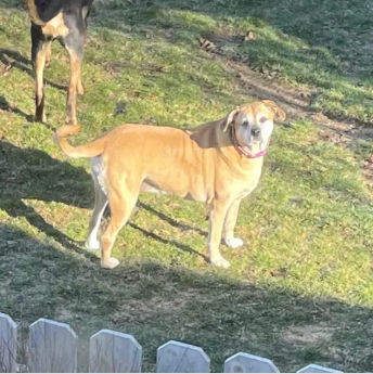 출처: https://www.reddit.com/r/aww/comments/mktlhk/every_morning_for_two_years_my_neighbors_dog/