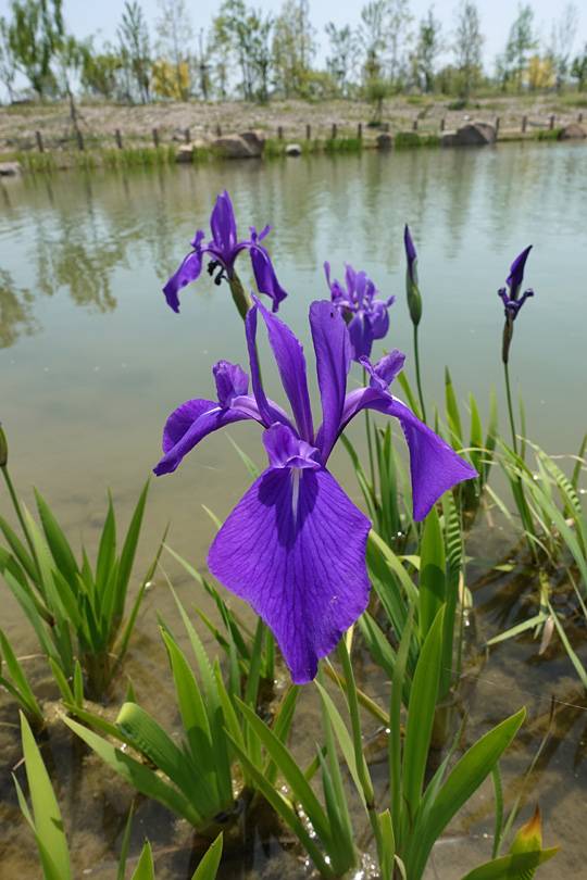 국립세종수목원에 피어 있는 제비붓꽃(Iris laevigata). 멸종위기 야생생물 Ⅱ급이다.  박원순 제공
