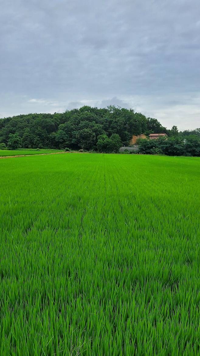 출처: 온라인 집들이 보러 가기 (▲이미지 클릭)