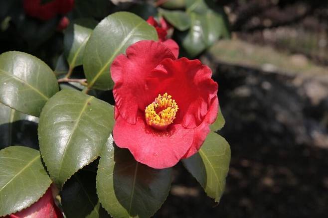 출처: 국립생물자원관