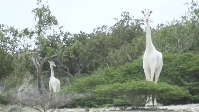 출처: ISHAQBINI HIROLA COMMUNITY CONSERVANCY