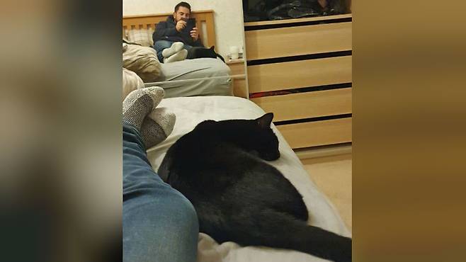 출처: Cats Protection