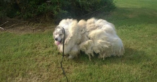 출처: https://www.holidogtimes.com/neglected-for-7-years-this-dog-loses-35-pounds-of-fur-feces-when-hes-finally-saved/